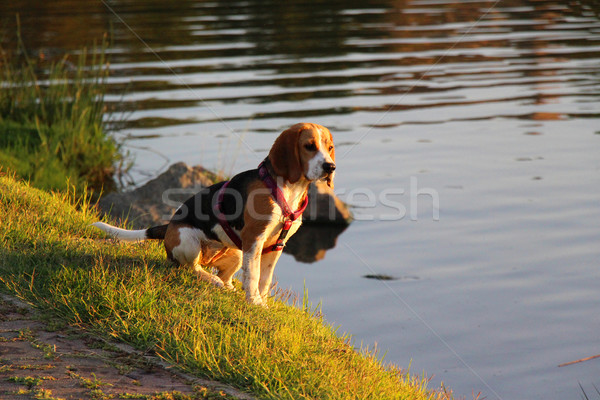 Nieuwsgierig beagle staren water naar vergadering Stockfoto © bradleyvdw