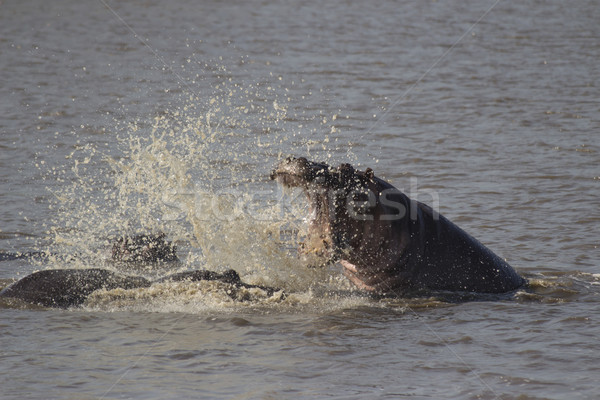 Angry Hippo Stock photo © bradleyvdw
