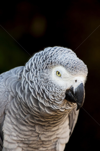 African Grey Parrot Portrait 3 Stock photo © bradleyvdw