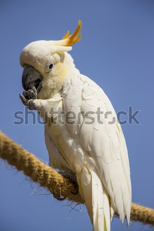 Citron Crested Cockatoo Portrait 5 Stock photo © bradleyvdw