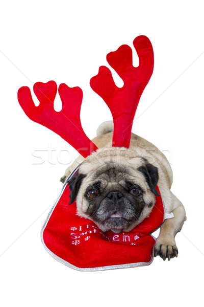 Beige Pug Wearing Christmas Attire 1 Stock photo © bradleyvdw