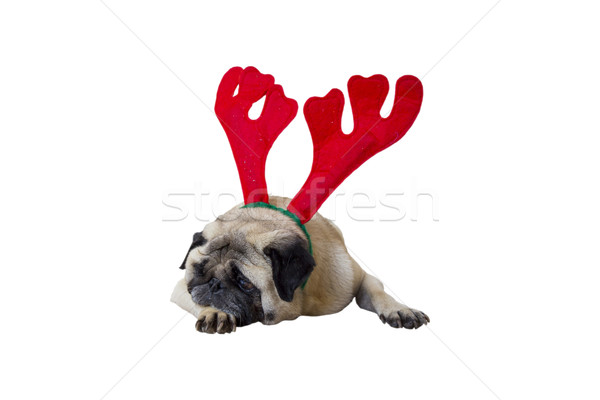 Beige Pug Wearing Christmas Attire 6 Stock photo © bradleyvdw