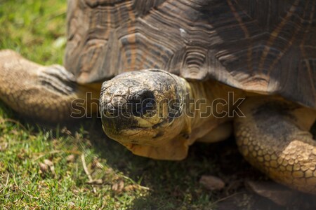 Radiated Tortoise Close Up Portrait 2 Stock photo © bradleyvdw