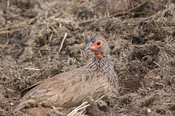 Swainson's Spur Fowl Stock photo © bradleyvdw
