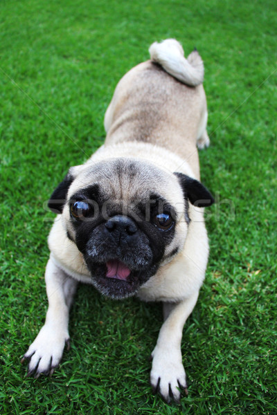 Funny Biege Pug Lying on Grass with Mouth Open Stock photo © bradleyvdw