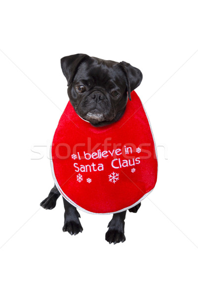 Black Pug Wearing Christmas Attire 1 Stock photo © bradleyvdw