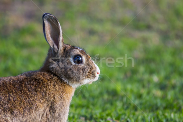 Brown and White Rabbit Close Up Portrait Stock photo © bradleyvdw