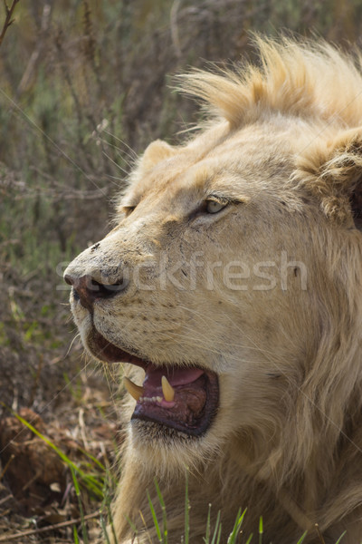 Alert Male White Lion Portrait Stock photo © bradleyvdw