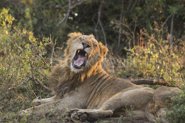 Yawning Lion 1 Stock photo © bradleyvdw