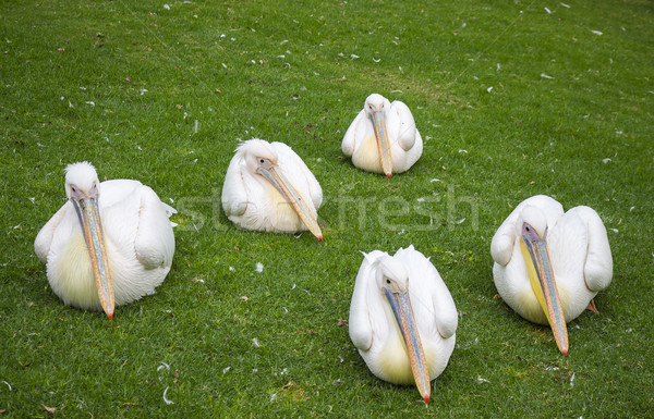 Five Pelicans on the Grass Stock photo © bradleyvdw