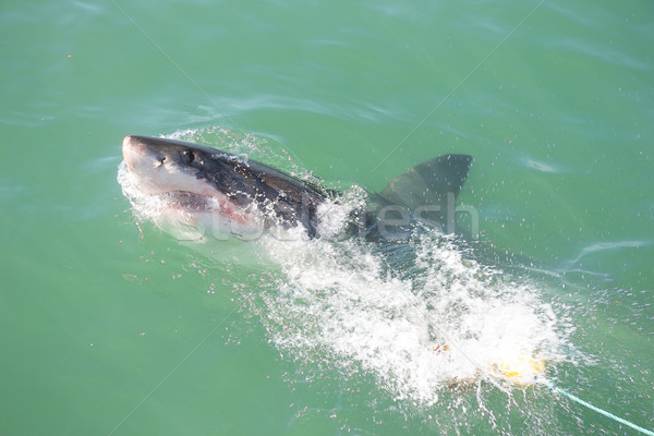 Great White Shark Attacking Decoy 3 Stock photo © bradleyvdw