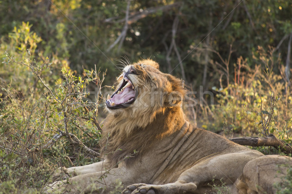 Yawning Lion 3 Stock photo © bradleyvdw