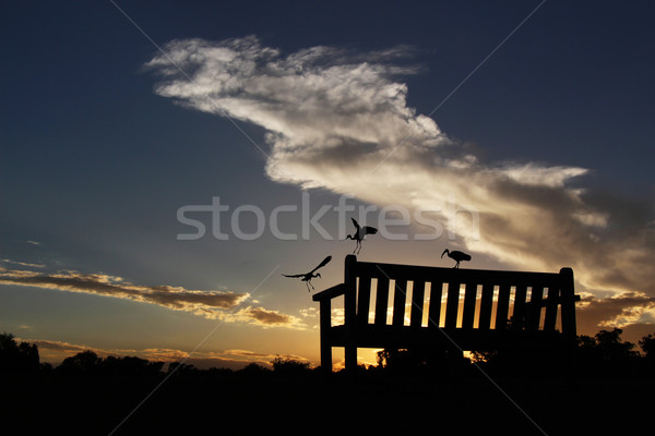 Park Bench Silhouetted Against a Cloudy Sunset With Birds Stock photo © bradleyvdw