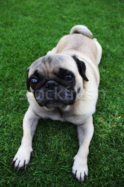 Cute Biege Pug Lying on Grass Stock photo © bradleyvdw