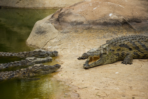 Three Nile Crocodiles Listening to Another Crocodile Stock photo © bradleyvdw
