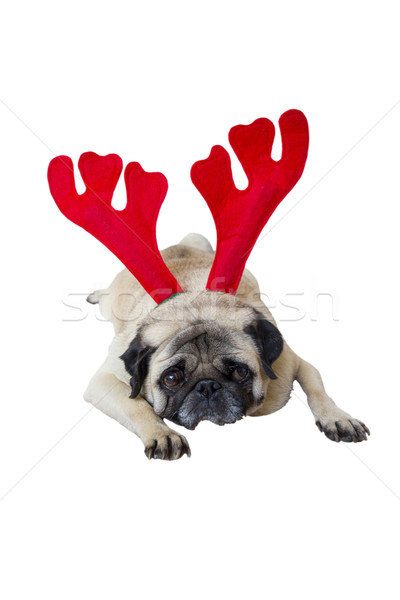 Beige Pug Wearing Christmas Attire 7 Stock photo © bradleyvdw