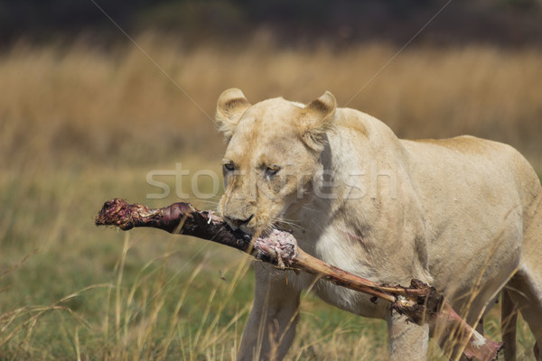 White Lioness Carrying a Bone Stock photo © bradleyvdw