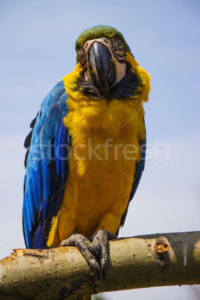 Blue and Gold Macaw Portrait 5 Stock photo © bradleyvdw