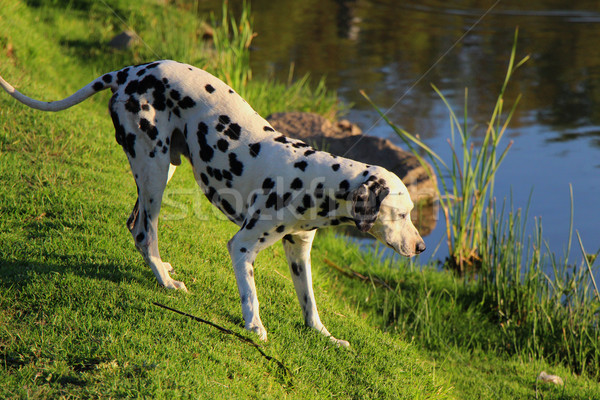 Curious Dalmation Explores the Waters Edge 1 Stock photo © bradleyvdw