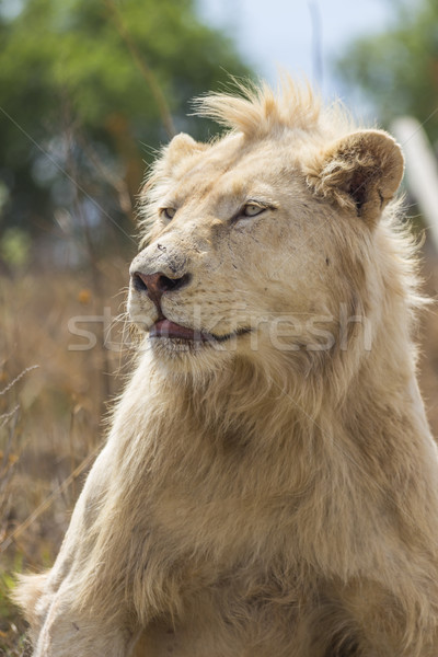 Resting Male White Lion Portrait 2 Stock photo © bradleyvdw