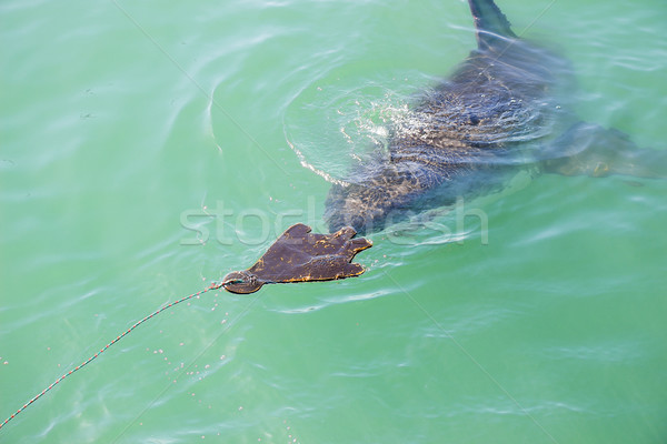 Great White Shark Stalking Decoy 6 Stock photo © bradleyvdw