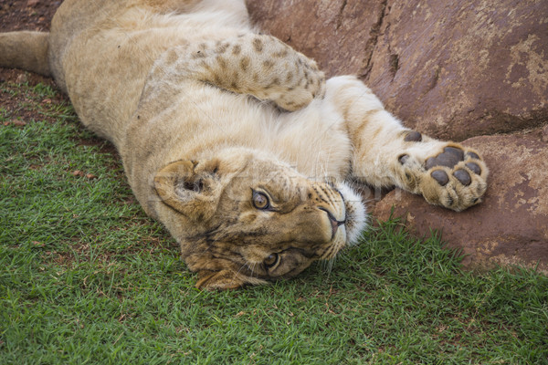 Playful Lion Cub Portrait Stock photo © bradleyvdw