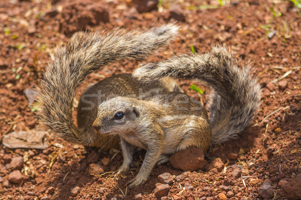 Foto stock: Dois · terreno · esquilos · dobrado · olhos · viajar