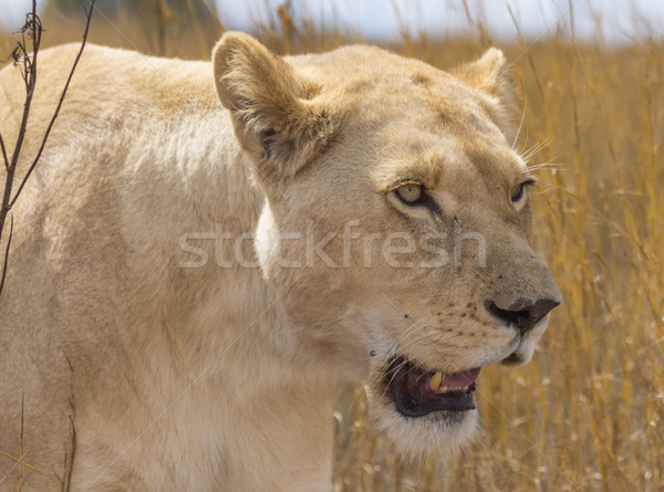 White Lioness Portrait Stock photo © bradleyvdw