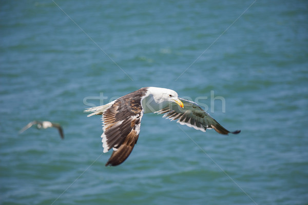 Flying Seagull Above the Ocean Stock photo © bradleyvdw