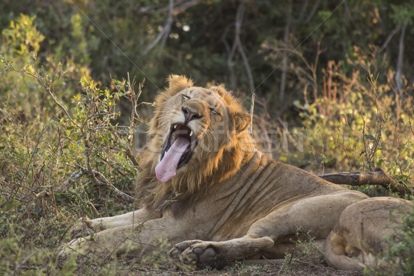 Yawning Lion 2 Stock photo © bradleyvdw