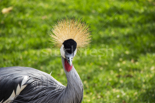 Crested Crane Portrait 1 Stock photo © bradleyvdw