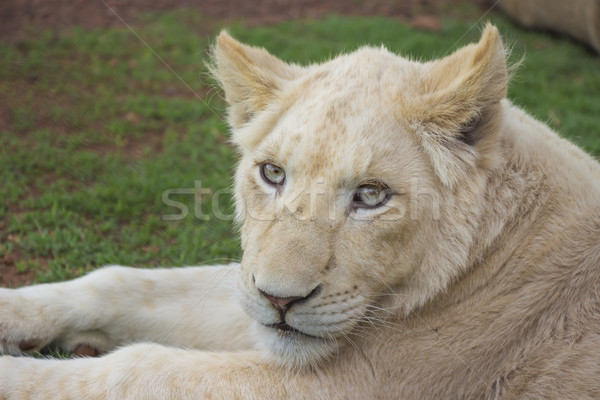 White Lion Cub Portrait 1 Stock photo © bradleyvdw