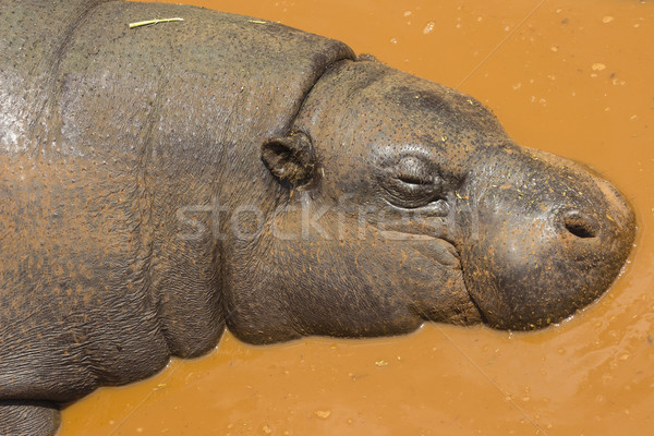 Pygmy Hippo Sleeping in Water Stock photo © bradleyvdw