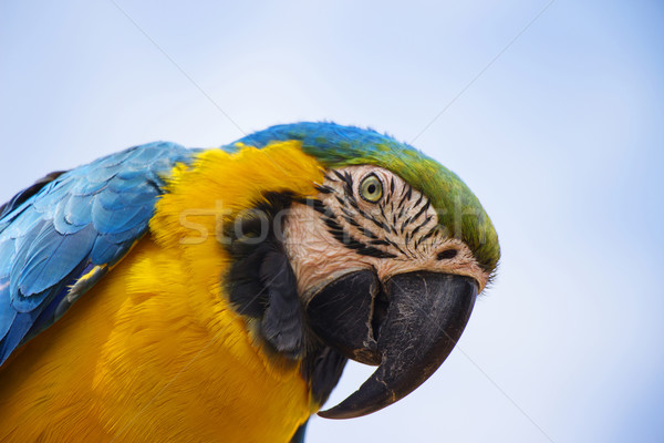 Blue and Gold Macaw Portrait 2 Stock photo © bradleyvdw