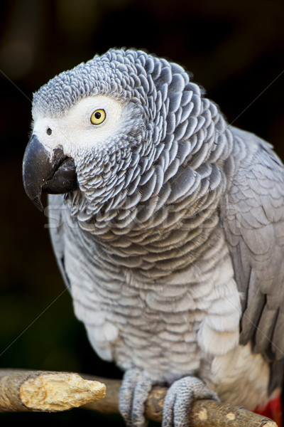 African Grey Parrot Portrait 4 Stock photo © bradleyvdw