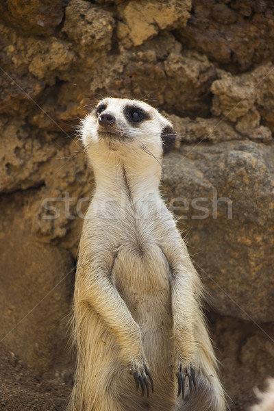 Meerkat Sitting Portrait 3 Stock photo © bradleyvdw