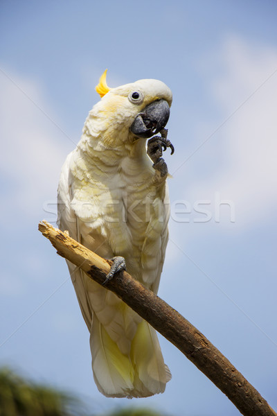 Stock photo: Citron Crested Cockatoo Portrait 2