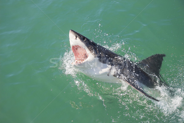 Stok fotoğraf: Muhteşem · beyaz · köpekbalığı · su · açık · ağız · ahşap