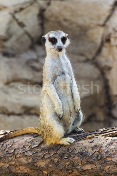 Meerkat posing on a Log Stock photo © bradleyvdw