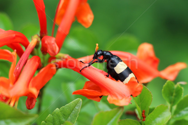 Black Blister Beetle on a Red Flower Stock photo © bradleyvdw