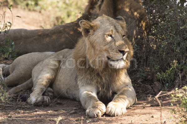 Lazy Lions Stock photo © bradleyvdw