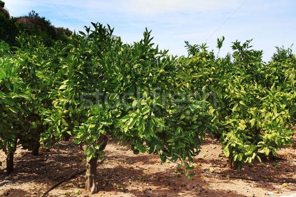 Orange orchard Stock photo © brebca