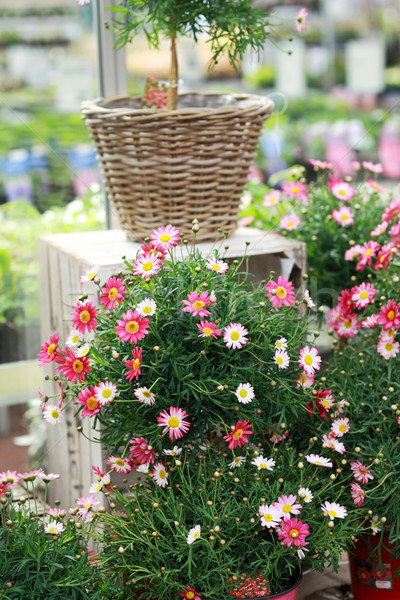 Marguerite tree Stock photo © brebca