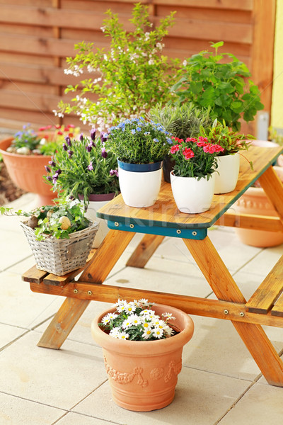 Floare în aer liber mic grădină patio terasa Imagine de stoc © brebca