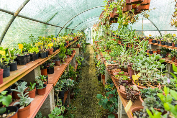 Succulents and cacti in hothouse Stock photo © brebca