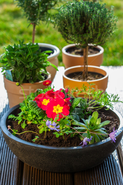 Stock photo: Flower pots with herbs and flowers