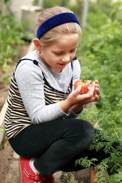 Harvest from glasshouse Stock photo © brebca