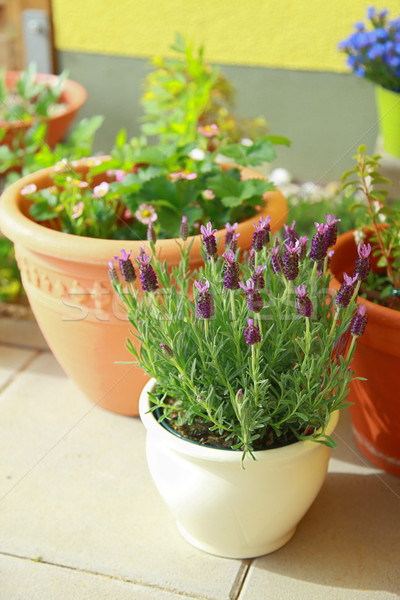 Stockfoto: Klein · dak · kruid · bloementuin · tuin · bloem