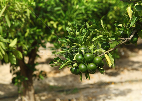 Detail of green oranges in orchard Stock photo © brebca