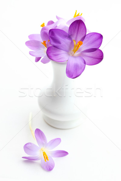 Violet crocus in vase for spring on white background  Stock photo © brebca